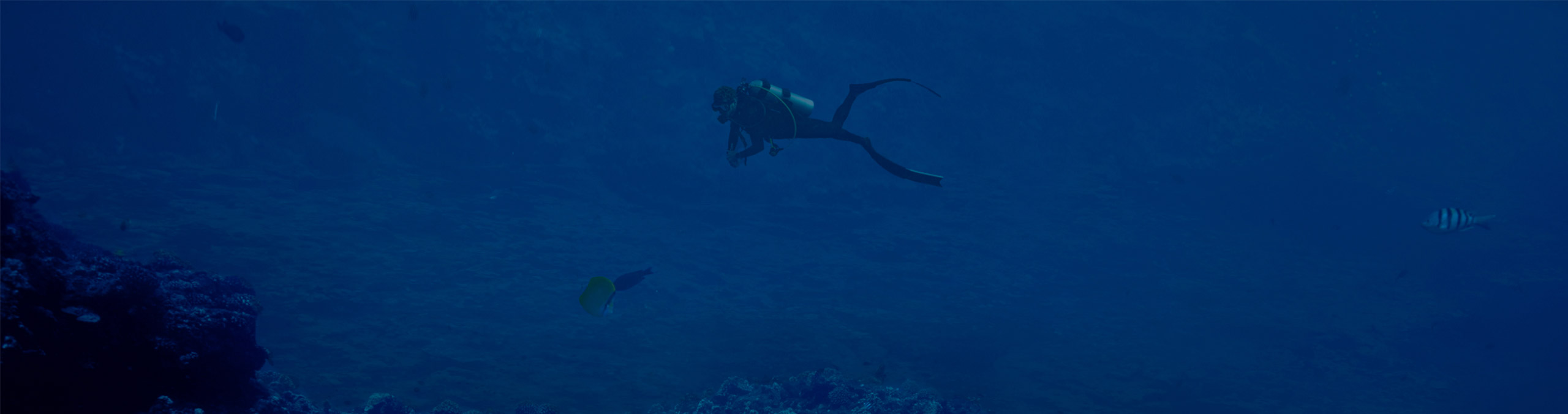 DIVING ENTHUSIAST